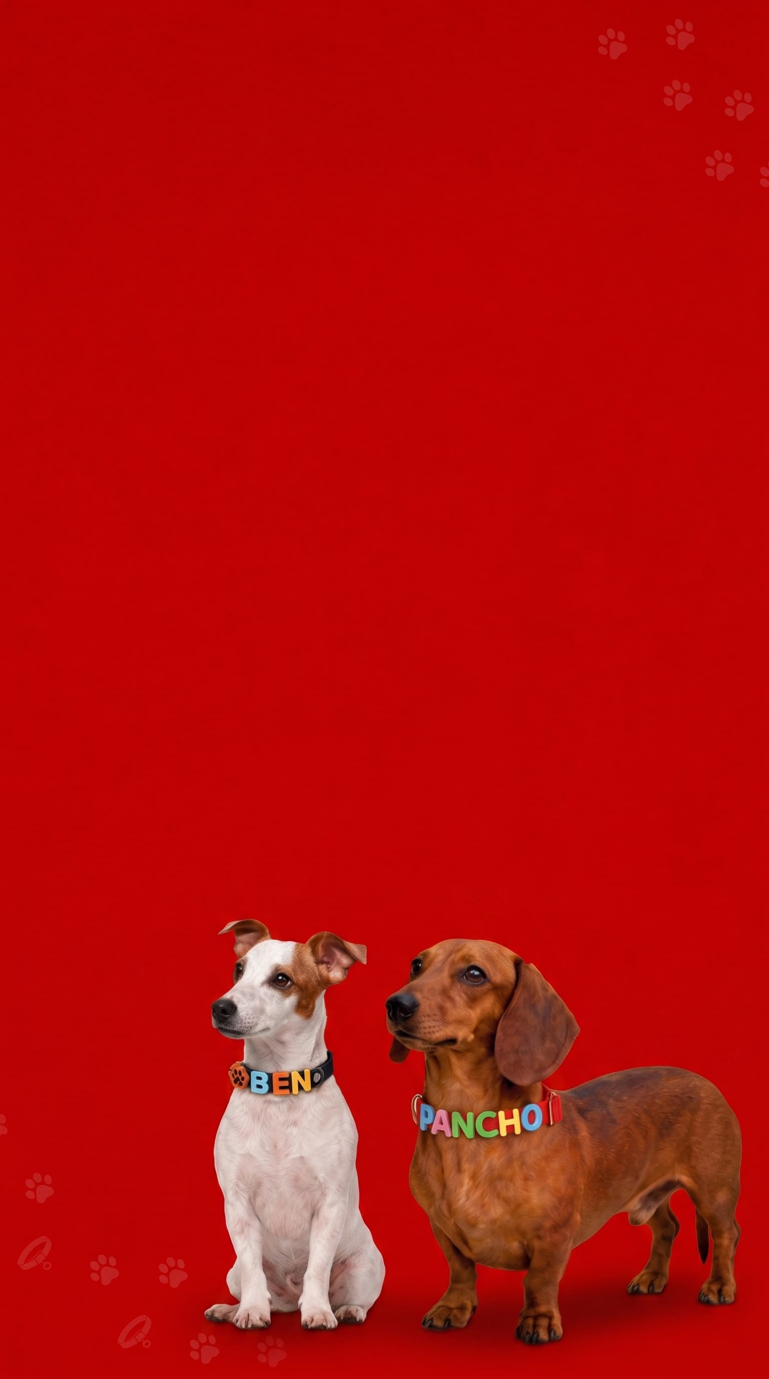 Dos perros con collares personalizados TikkiGuau