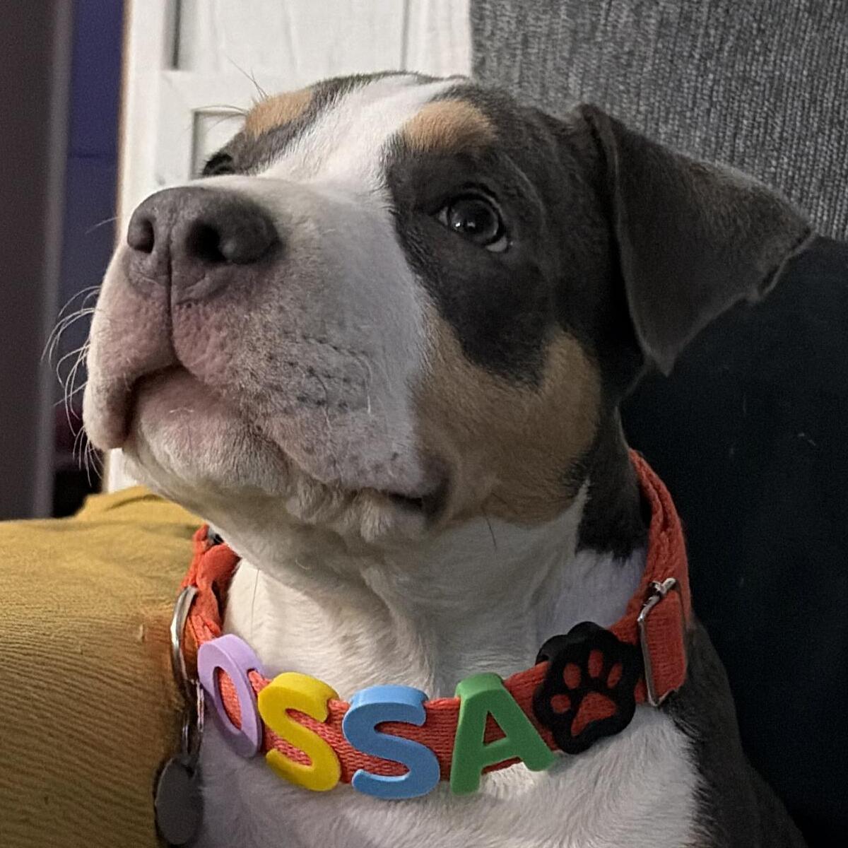 Dueña de Ossa